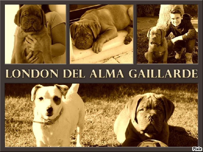 Del Alma Gaillarde - evolution London