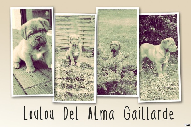 Del Alma Gaillarde - evolution Loulou